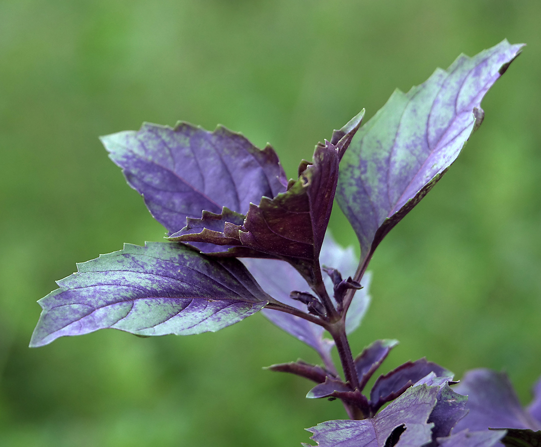 Изображение особи Ocimum basilicum.