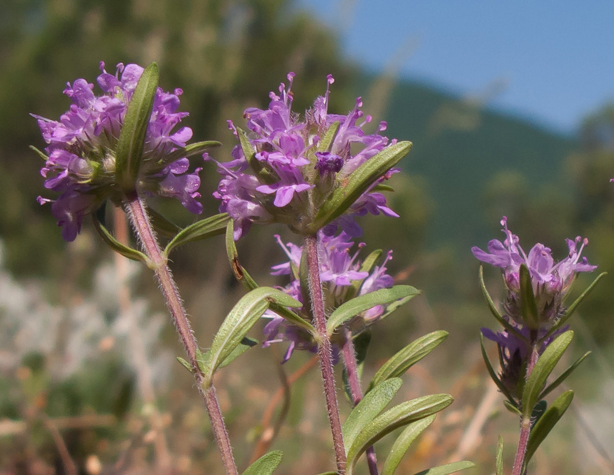 Изображение особи род Thymus.