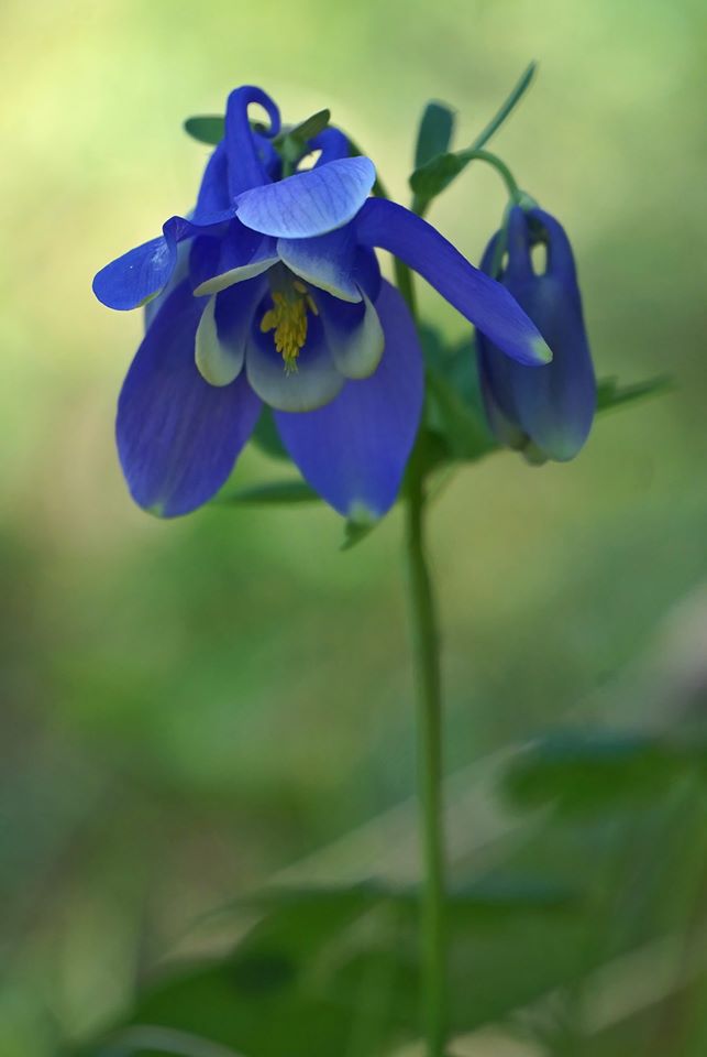 Image of Aquilegia sibirica specimen.