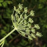 Angelica anomala