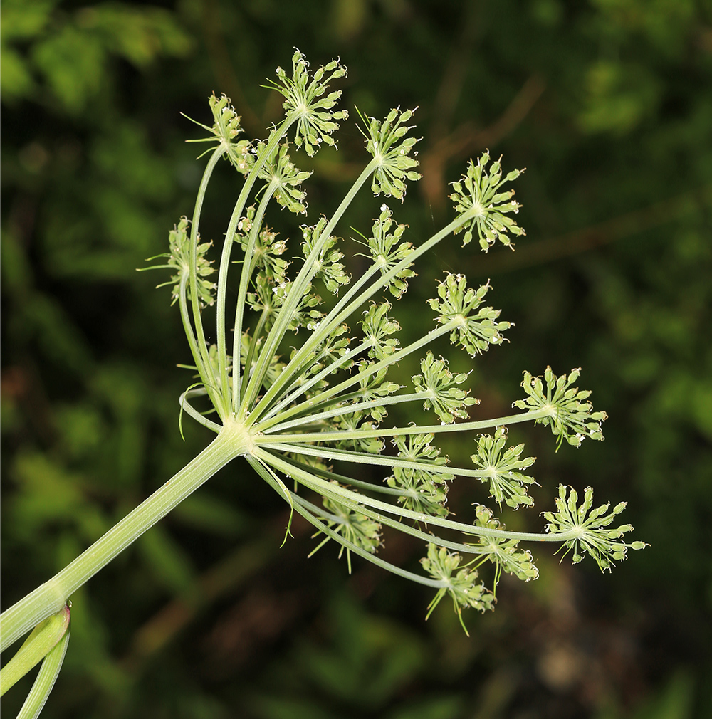 Image of Angelica anomala specimen.