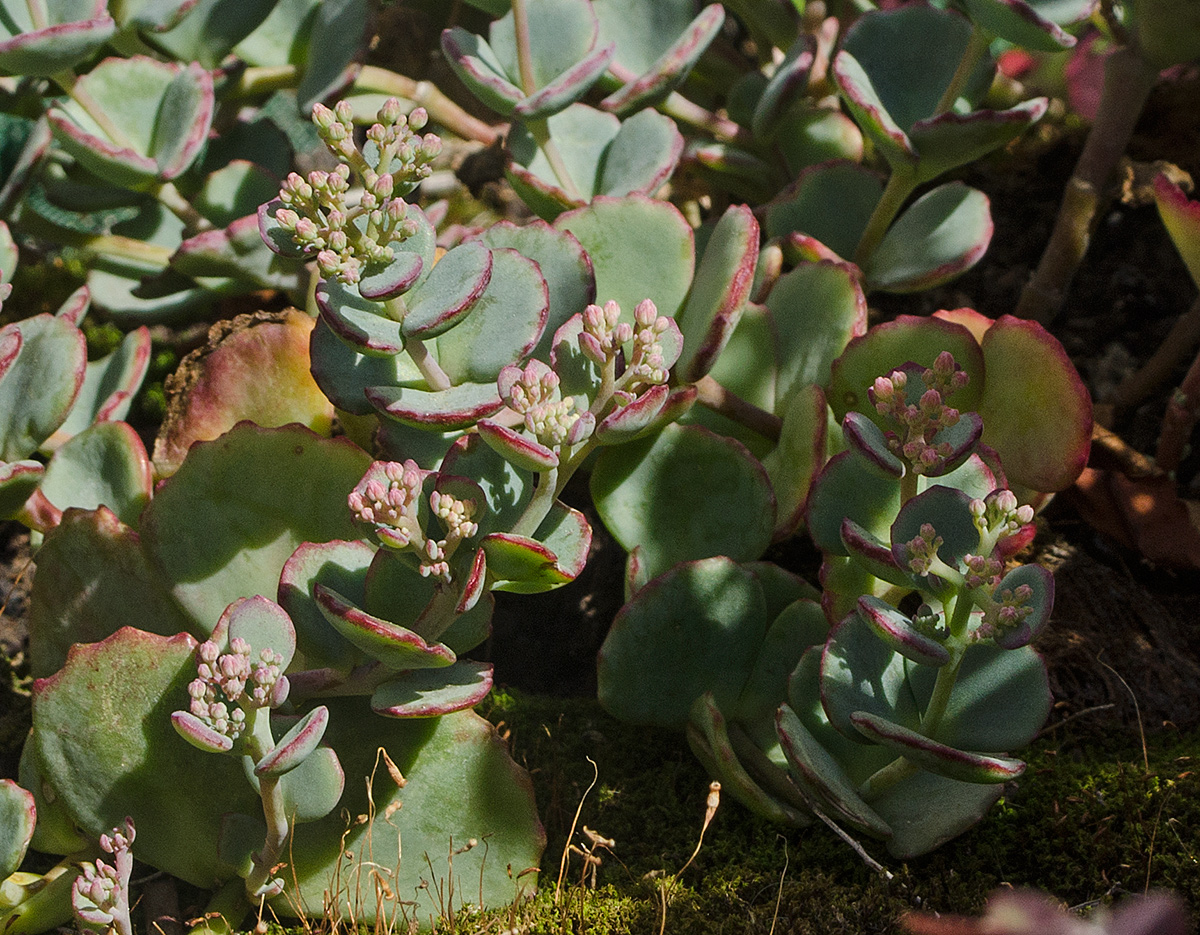 Изображение особи Hylotelephium sieboldii.