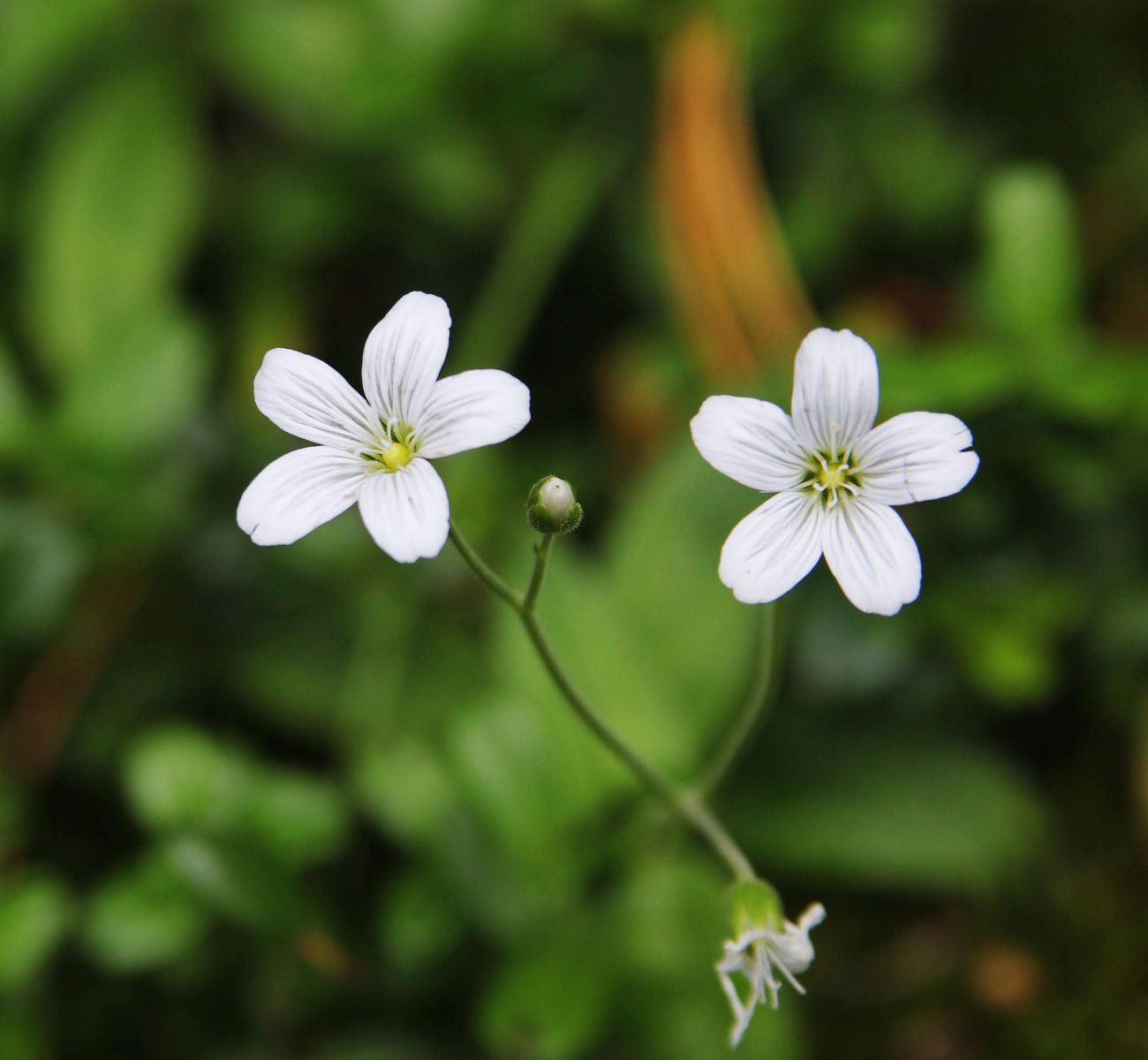 Изображение особи Cerastium pauciflorum.