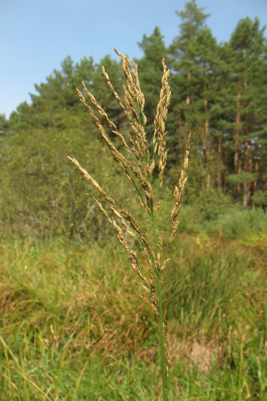 Image of Glyceria maxima specimen.