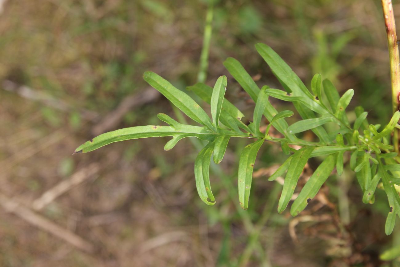 Image of Centaurea scabiosa specimen.