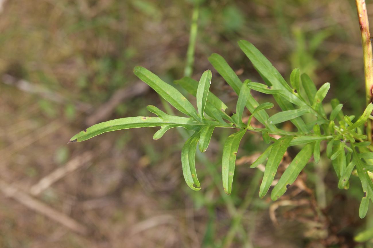 Изображение особи Centaurea scabiosa.