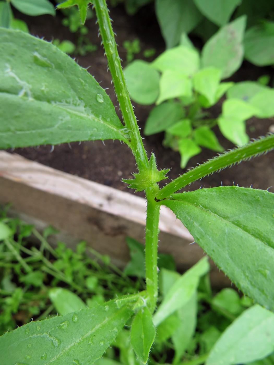 Image of Asperugo procumbens specimen.