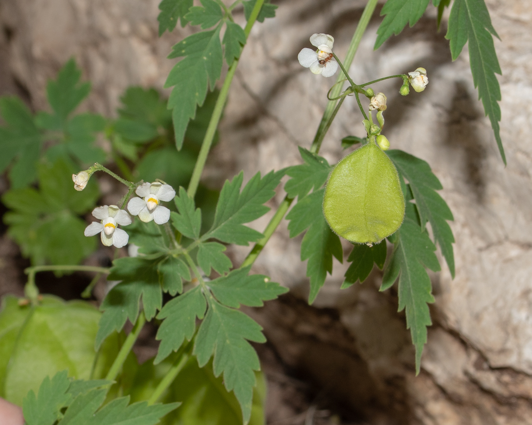 Изображение особи Cardiospermum halicacabum.