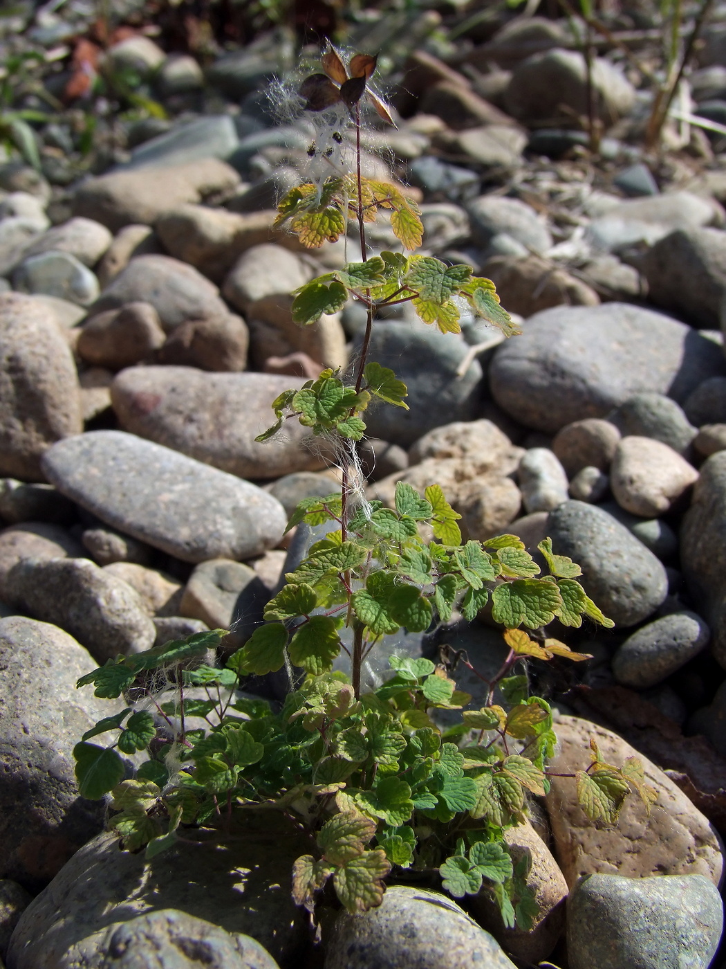 Изображение особи Thalictrum sparsiflorum.