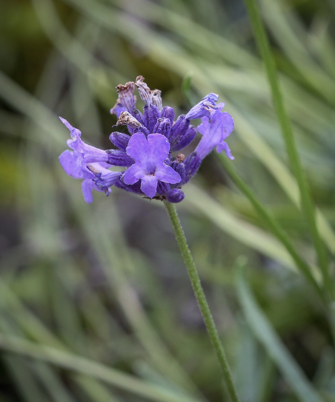 Image of Lavandula angustifolia specimen.