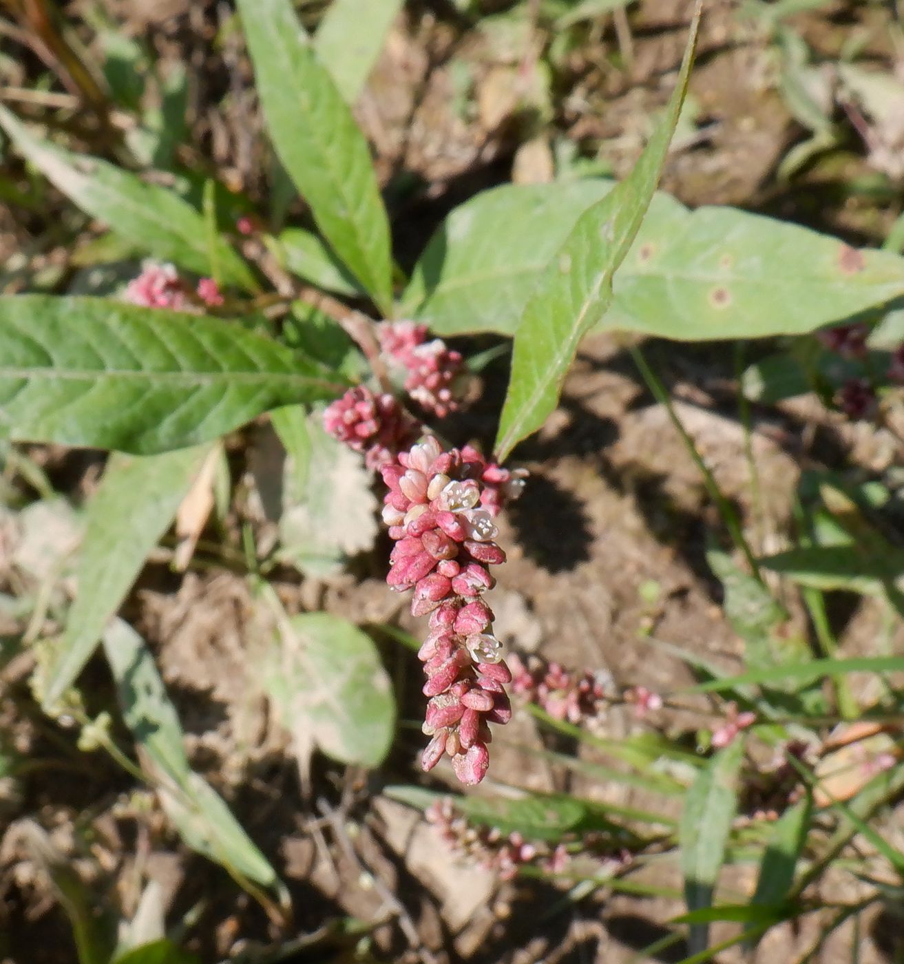 Изображение особи Persicaria lapathifolia.