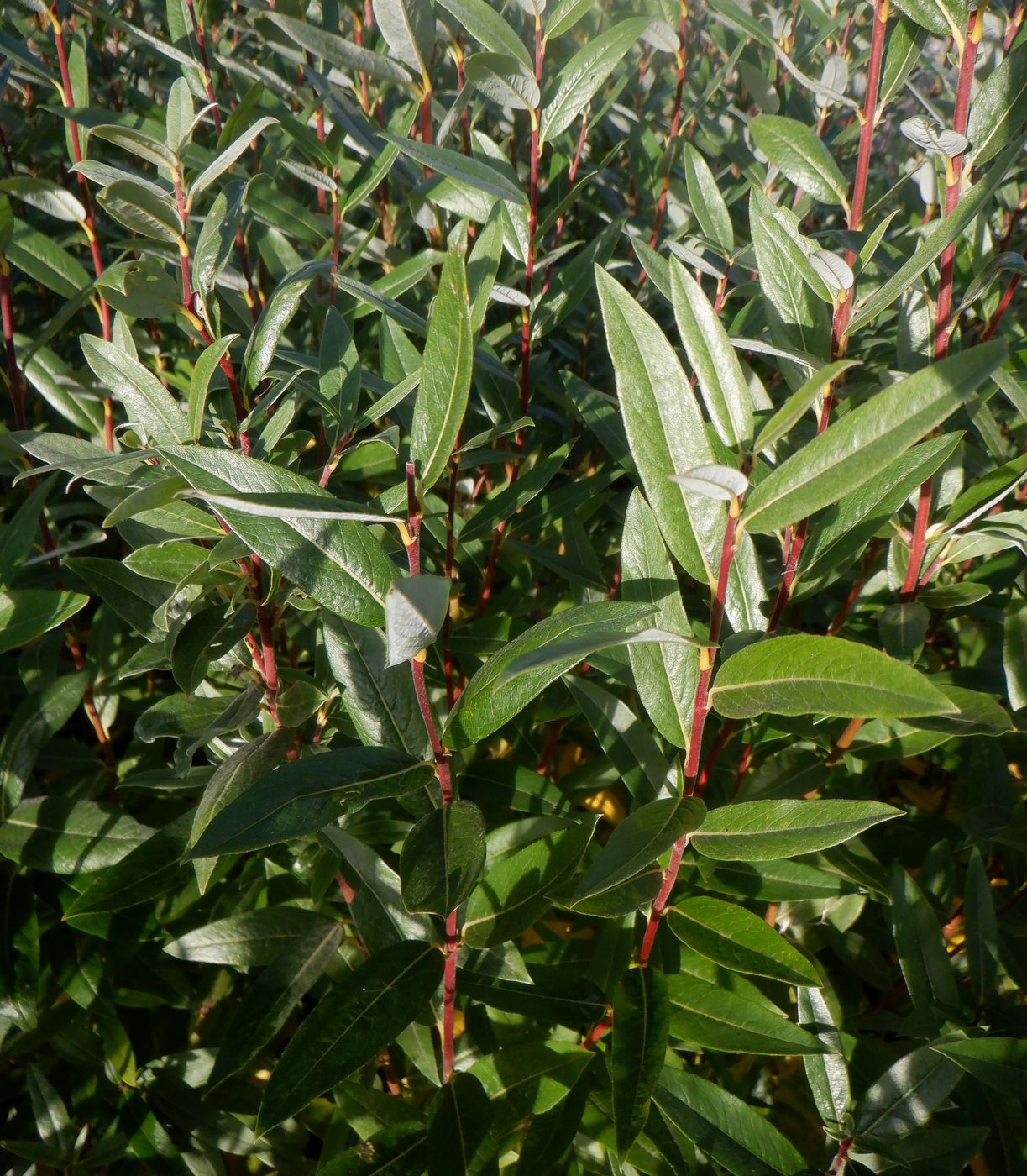 Image of Salix rosmarinifolia specimen.