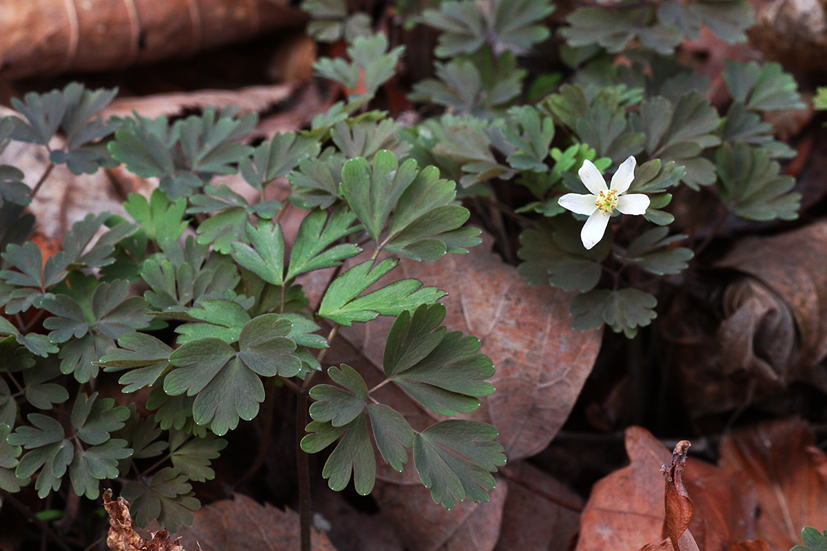 Изображение особи Semiaquilegia manshurica.