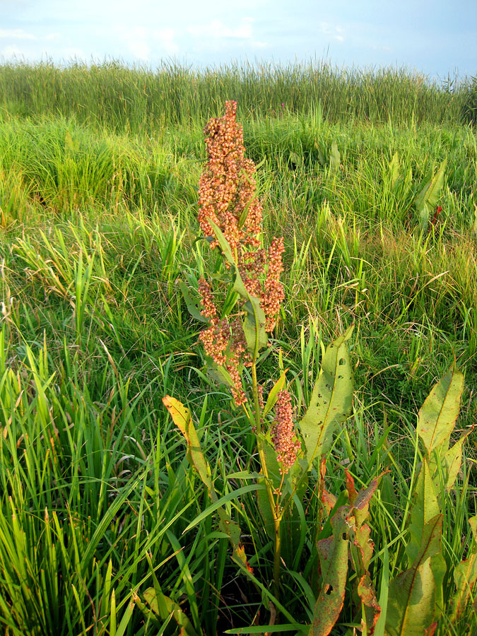 Изображение особи Rumex hydrolapathum.