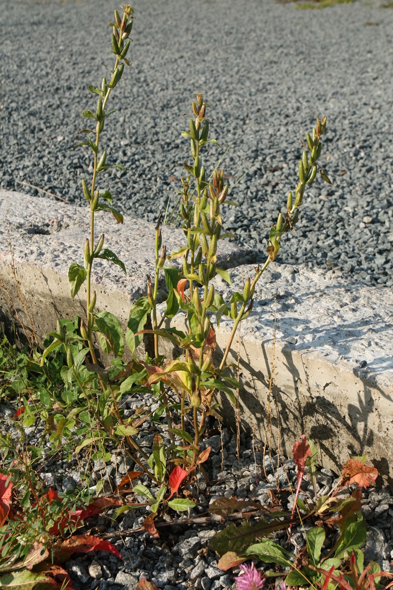 Изображение особи Oenothera rubricaulis.