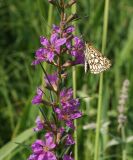 Lythrum virgatum