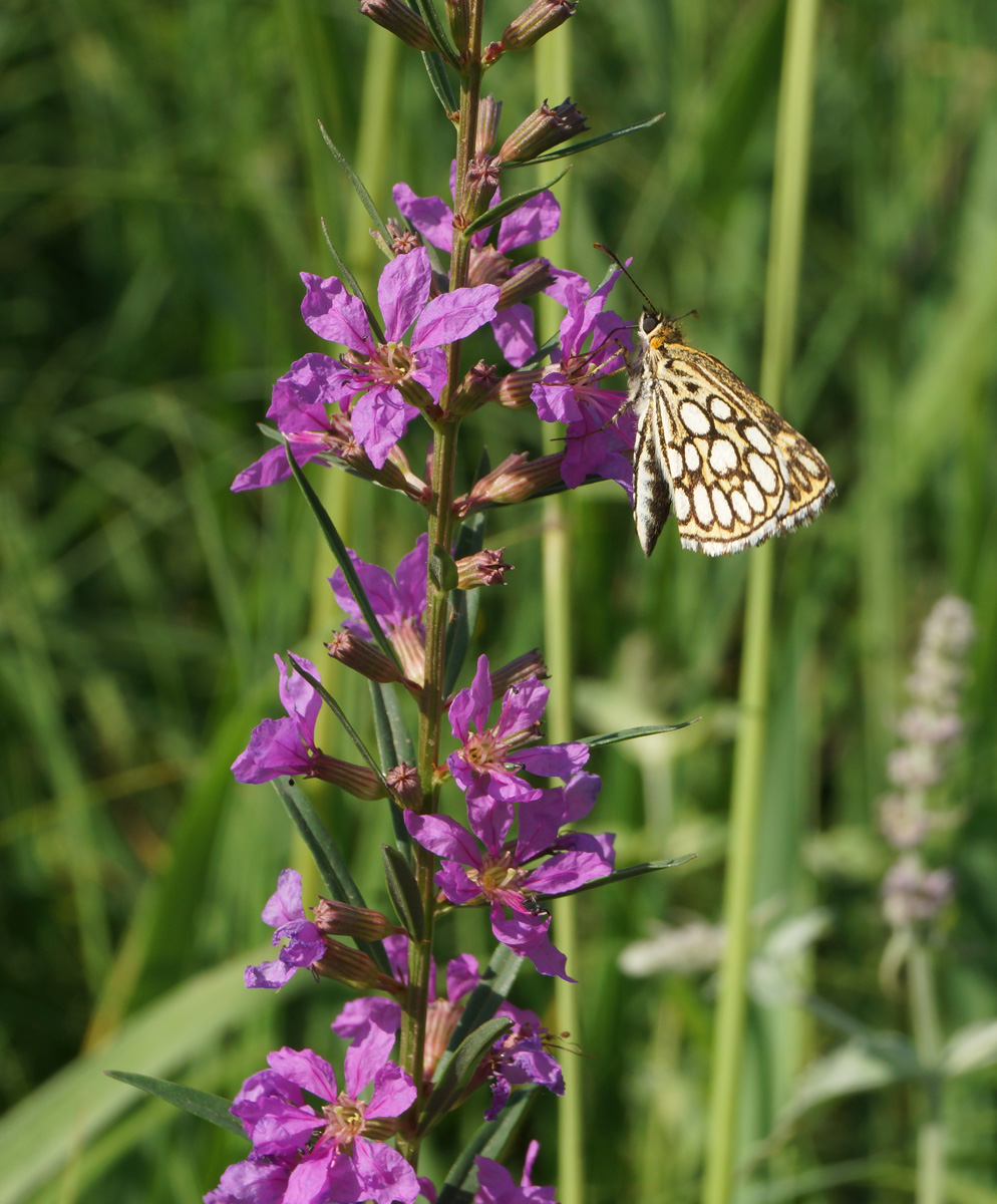 Image of Lythrum virgatum specimen.