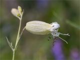 Oberna littoralis