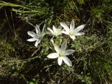 Ornithogalum balansae