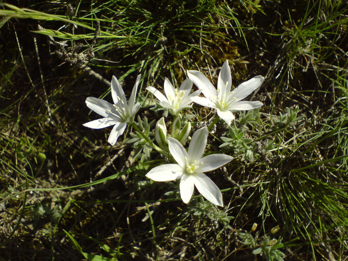 Изображение особи Ornithogalum balansae.