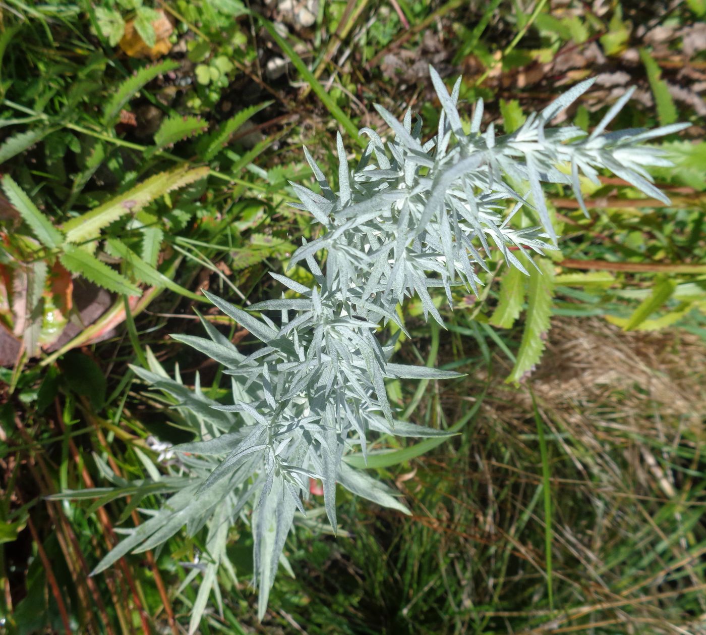 Image of Artemisia ludoviciana specimen.