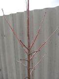 Acer tataricum