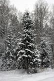 Picea abies. Покоящееся растение, покрытое снегом. Карельский перешеек, окр. Сертолово, на краю поля. 17.01.2021.