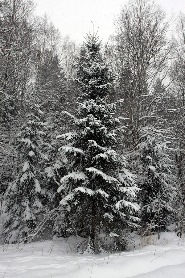 Image of Picea abies specimen.