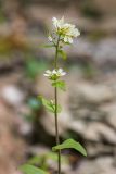 Arabis turrita