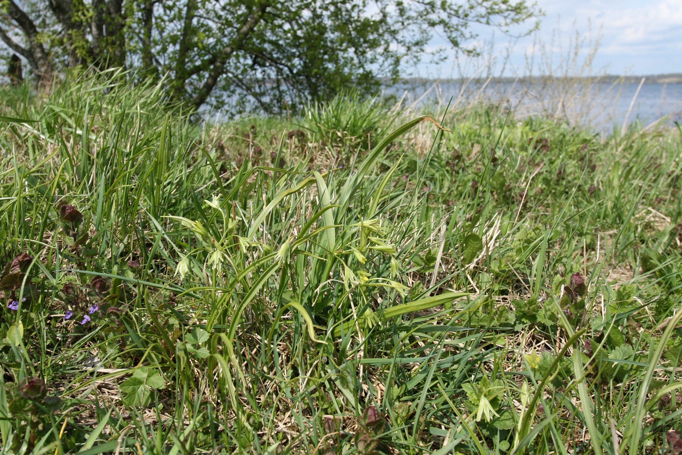 Image of Gagea lutea specimen.