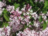 Syringa microphylla. Часть соцветия. Крым, Симферополь, ботсад университета. 13 мая 2010 г.