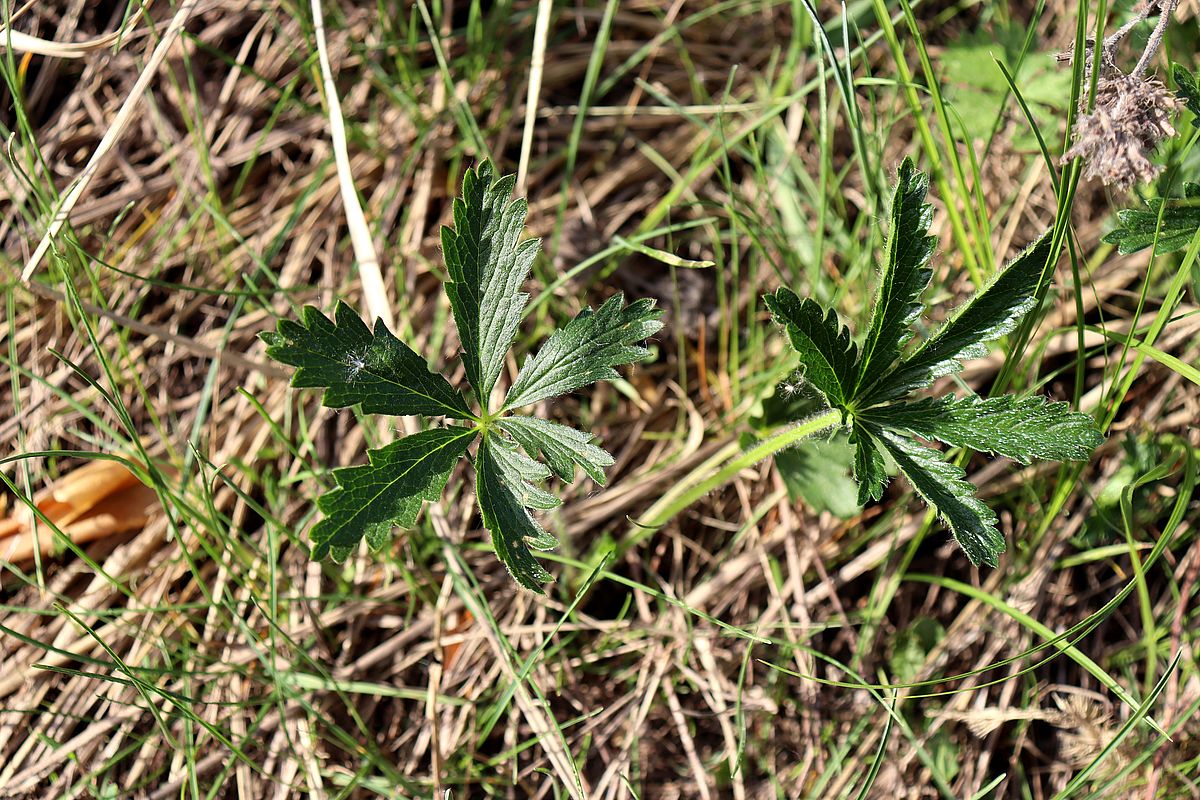 Изображение особи Potentilla goldbachii.