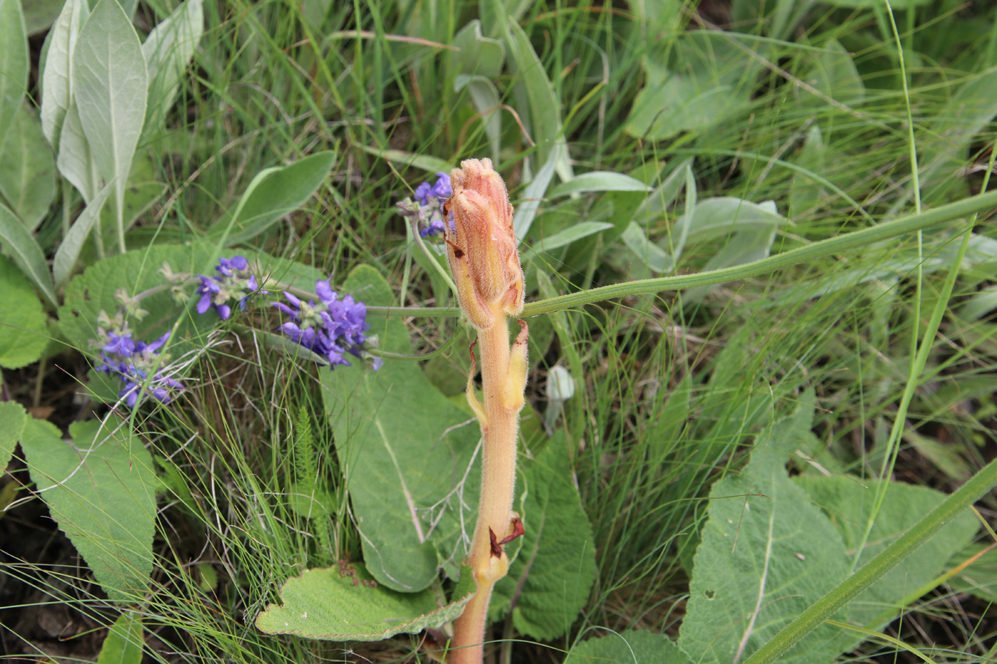 Image of Orobanche alba specimen.