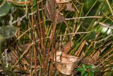 Pleurothallis revoluta. Нижняя часть растения. Перу, регион Куско, провинция Урубамба, окр. г. Machupicchu, ботанический сад \"Jardines de Mandor\". 20.10.2019.