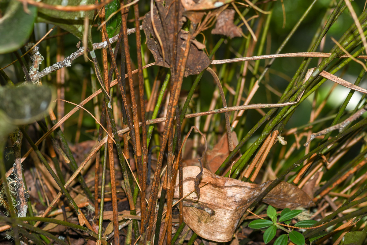 Image of Pleurothallis revoluta specimen.