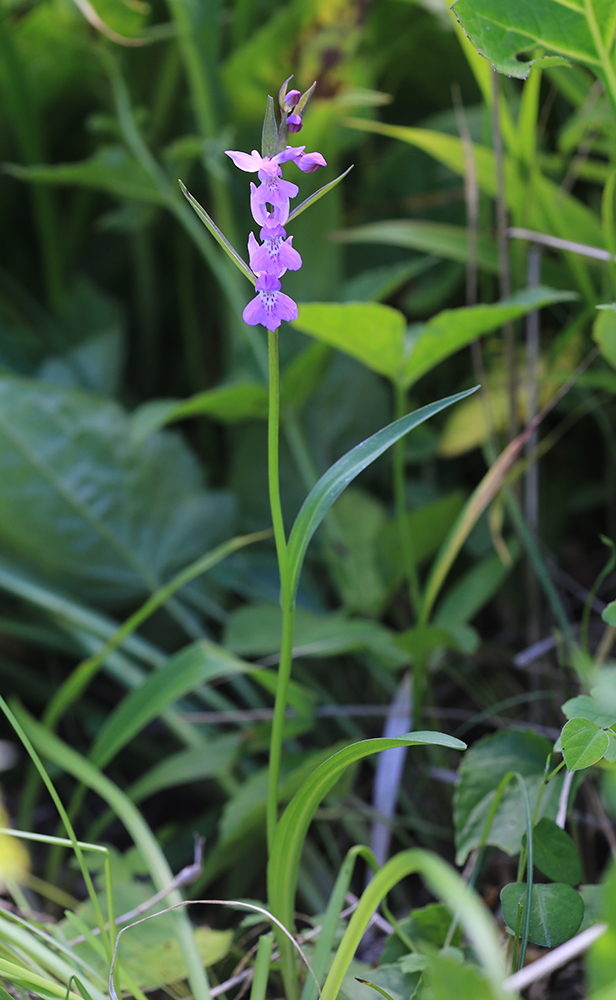 Image of Ponerorchis chusua specimen.