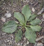 Plantago major