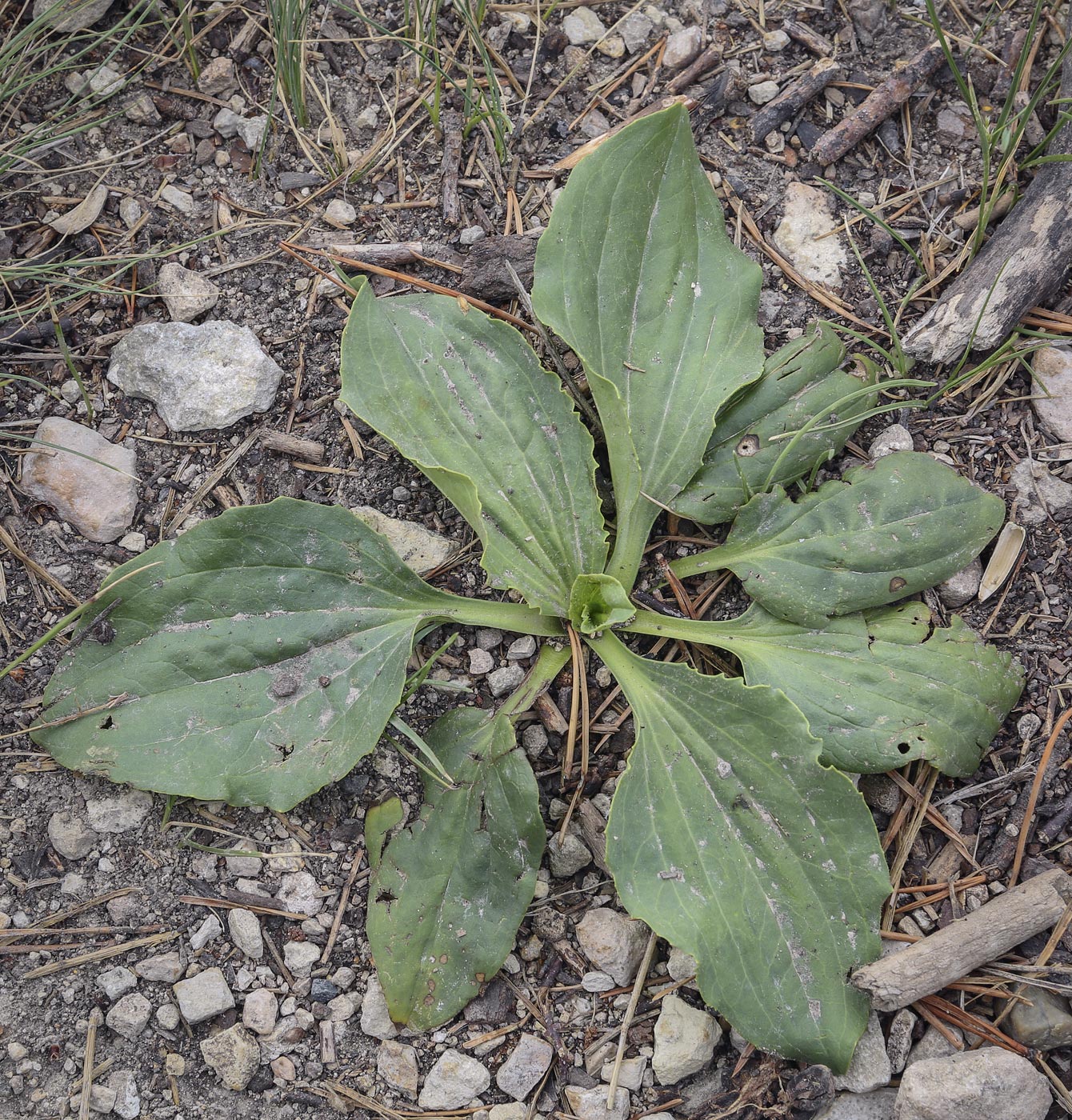 Изображение особи Plantago major.