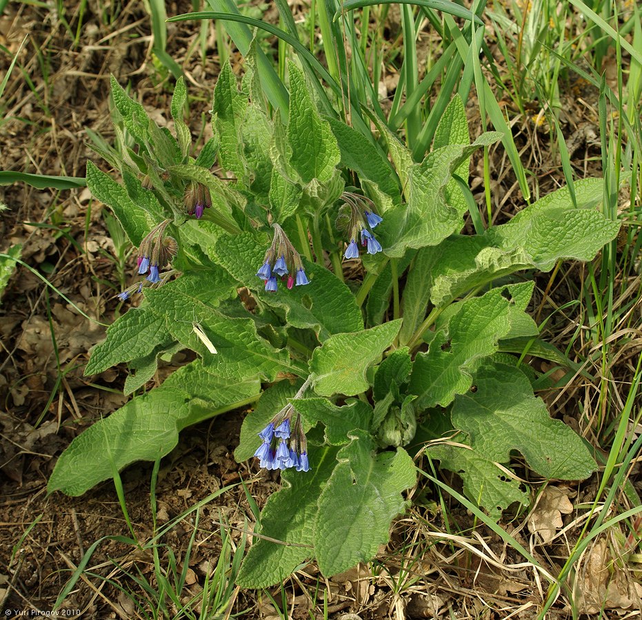Image of Symphytum caucasicum specimen.