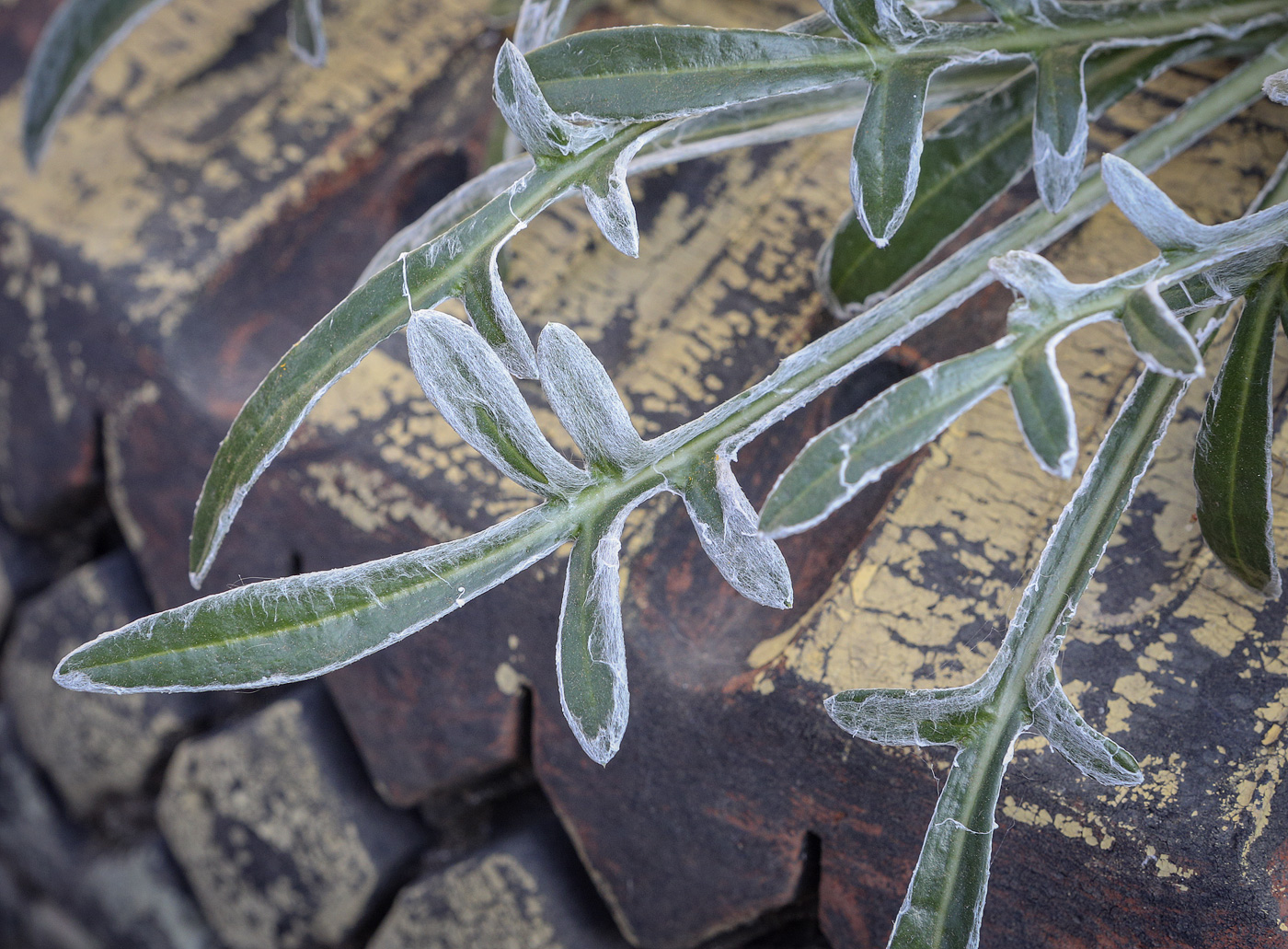 Image of Gazania &times; hybrida specimen.