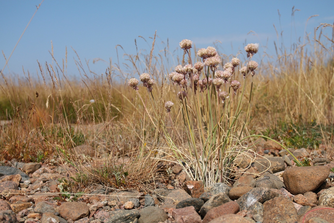 Image of Allium schoenoprasum specimen.