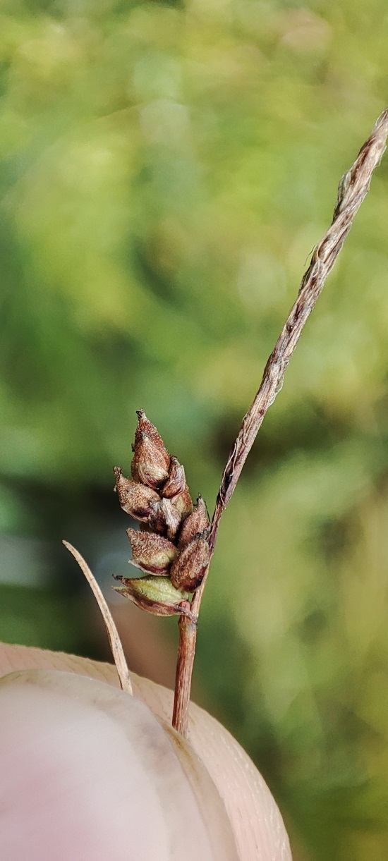 Изображение особи род Carex.