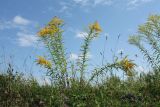 Solidago canadensis. Цветущие растения. Псковская обл., Псковский р-н, окр. дер. Филатова Гора; дол. р. Великая, высокий пойменный злаково-разнотравный луг. 29.07.2021.