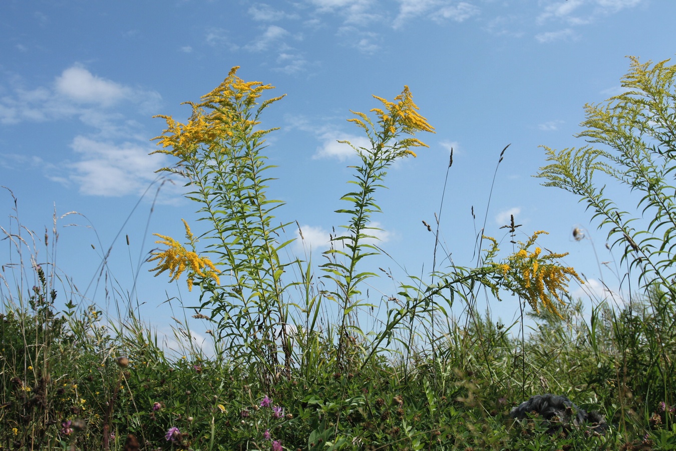 Image of Solidago canadensis specimen.