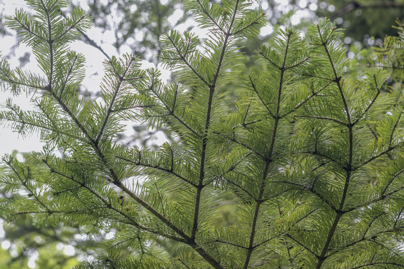 Image of Abies sachalinensis specimen.