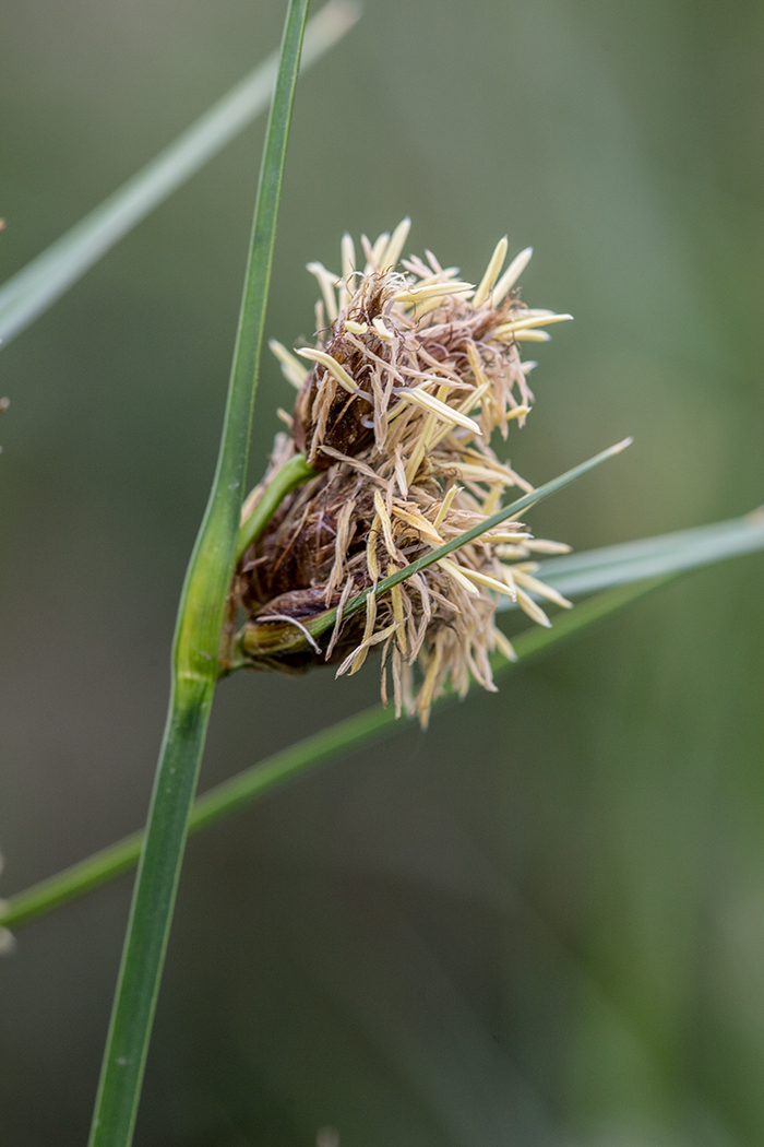 Image of genus Bolboschoenus specimen.