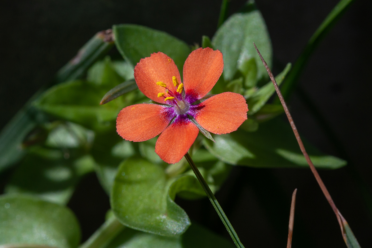 Изображение особи Anagallis arvensis.