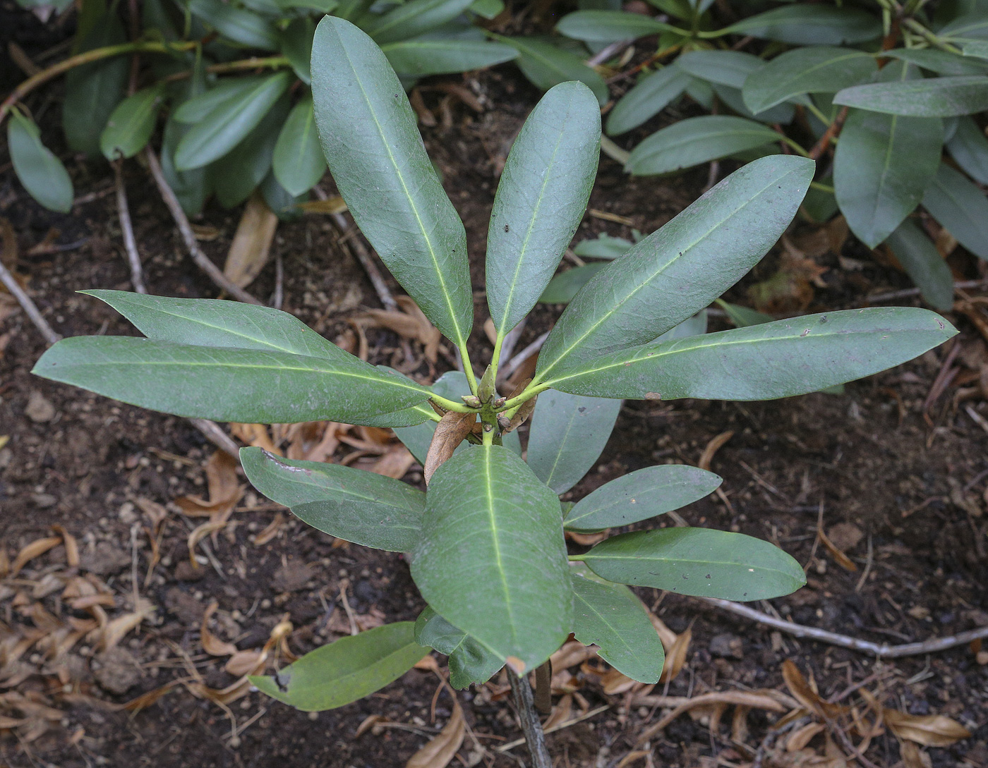 Изображение особи Rhododendron catawbiense.