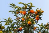 Citrus japonica