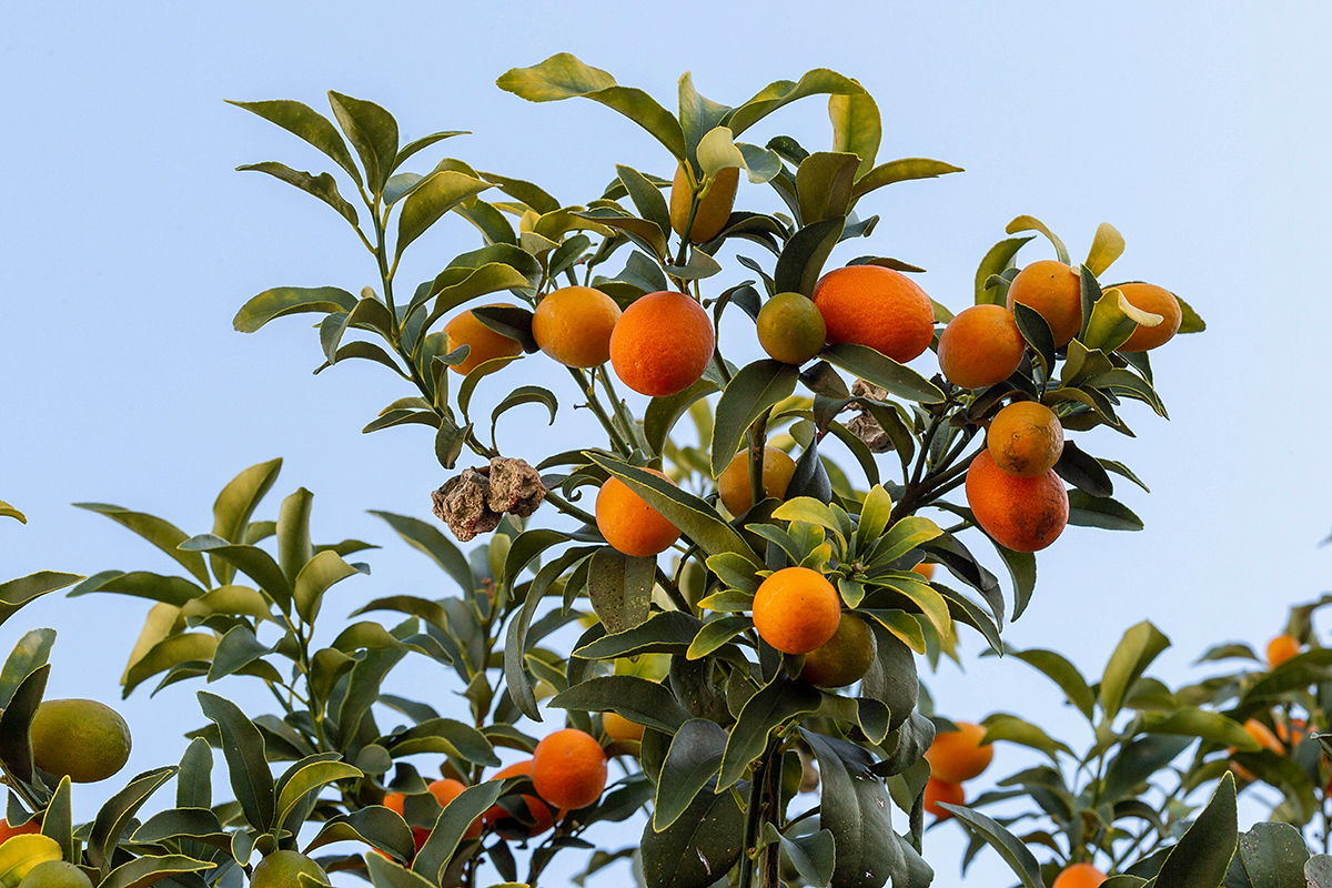 Image of Citrus japonica specimen.